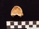 L_V20d5072 A16q227.2 R827 lR ta superior view of vertebra 